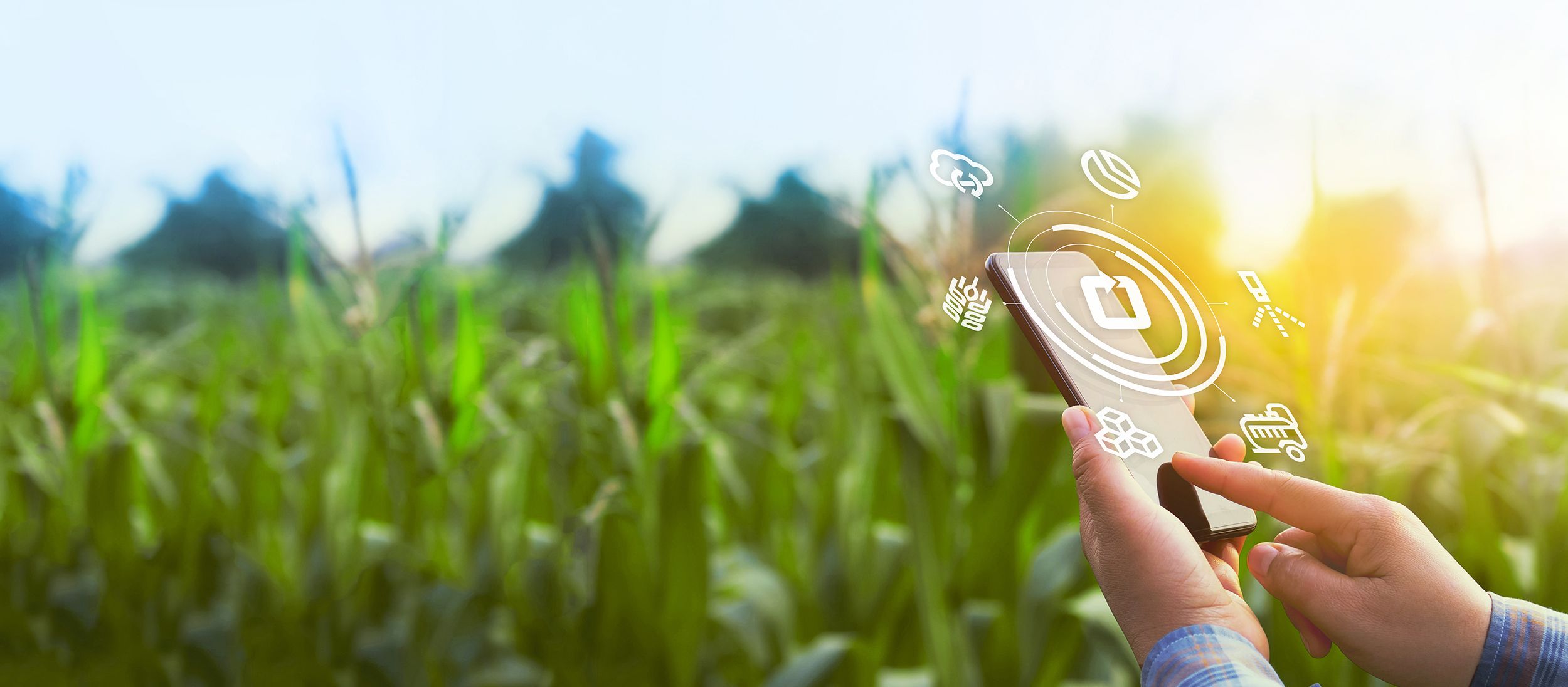 Landwirt mit Handy im Maisfeld bedient App